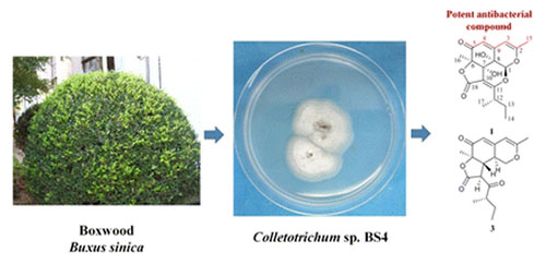 Antibacterial Azaphilones from an Endophytic Fungus, Colletotrichum sp. BS4